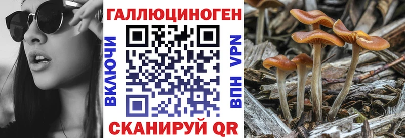 Галлюциногенные грибы Cubensis  OMG ТОР  Когалым 
